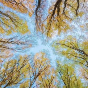 Full Day Meditator Retreat