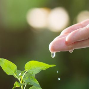 Consciousness, Food, Physiology and the Environment - Ladies