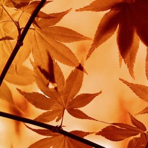 Full Day Meditator Retreat